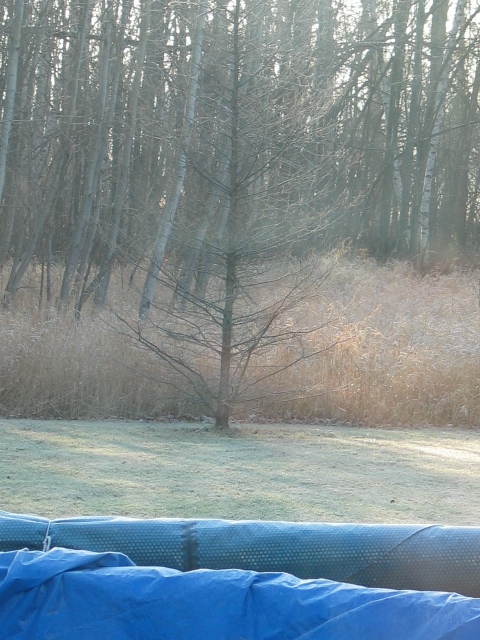 Tamarack Tree Winter