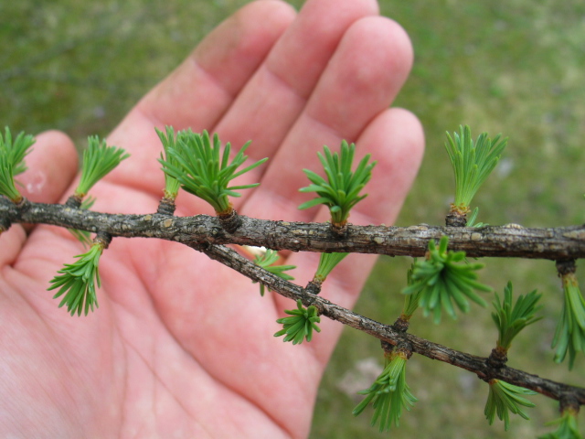 Tamarack Tree New Growth